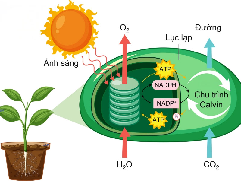 Quang hợp ở cây trồng